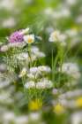 Daisy fleabane-Oldham County-Kentucky Art Print